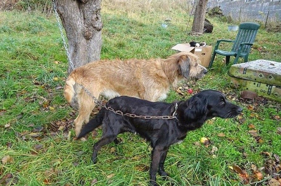 Strašlivý objev na Plzeňsku - psi týráni v ruinách chaty