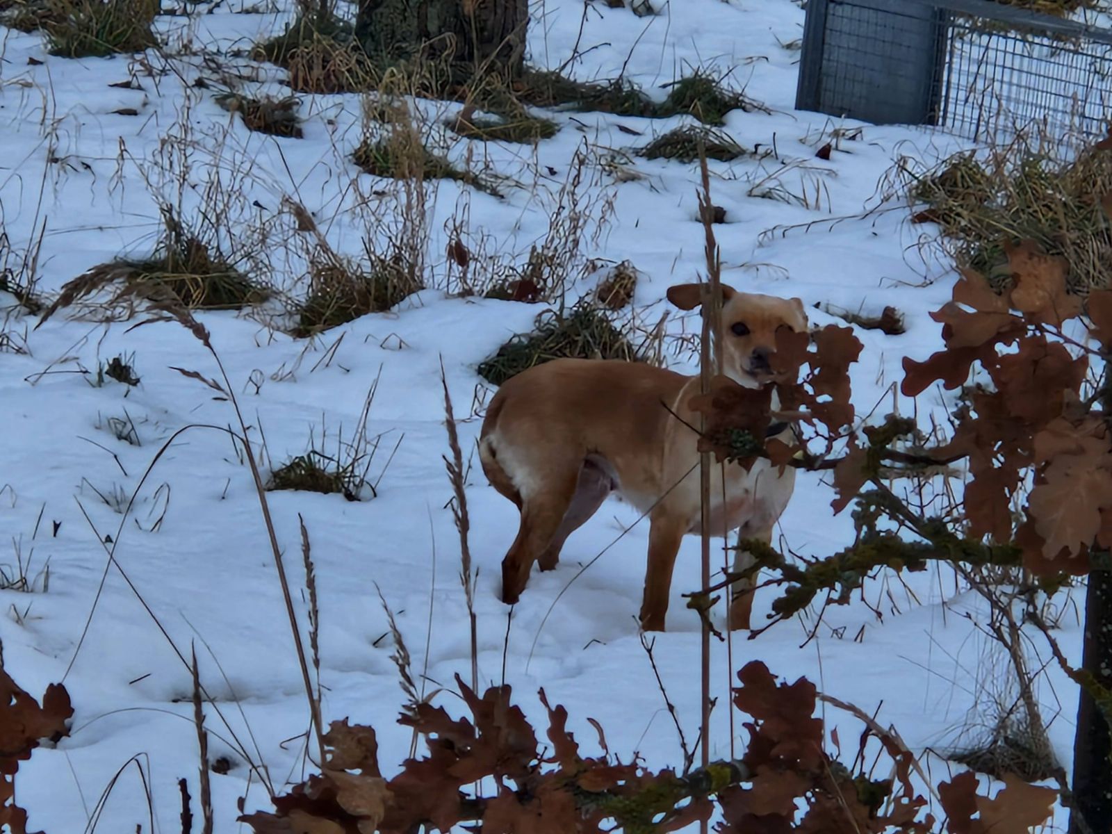 Tři týdny na útěku, Tlapky v naději odchytily psa po zemřelém bezdomovci
