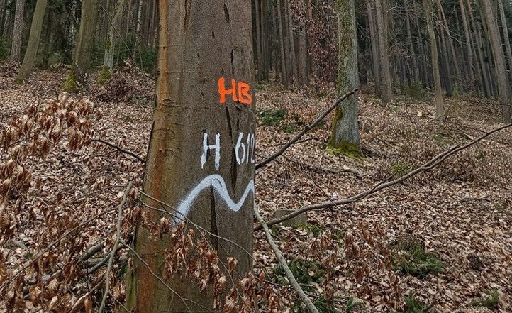 V plzeňských lesích zůstává 150 stromů „pro život“. Pomáhají ptákům, hmyzu i obnově lesa