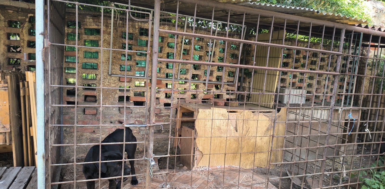 Vyhublí psi, špinavé kotce a zanedbané husy. V Nýřanech zasahovali veterináři s policií