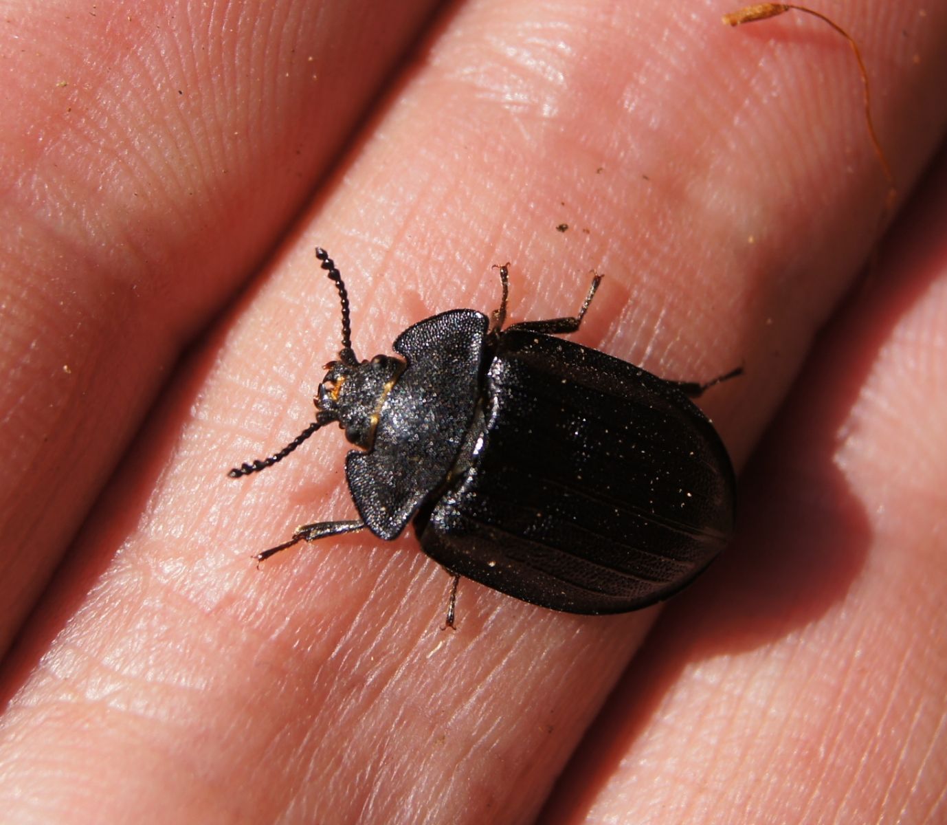 Vzácný kornatec velký se po mnoha letech vrátil na Šumavu