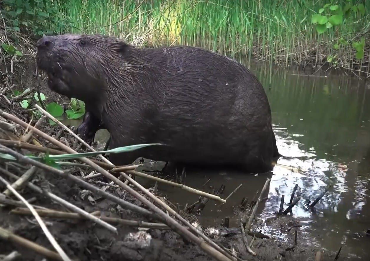 Bobr z Rokycan je světová hvězda, obnovil mokřad a státu ušetřil 30 milionů (video)