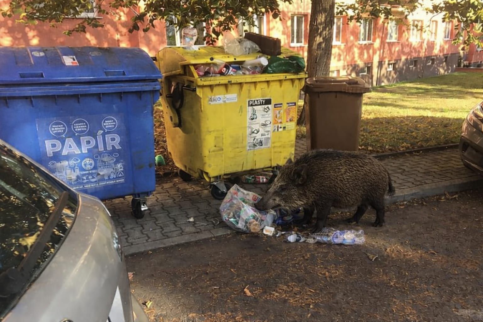 Divočáci obsazují okraje sídlišť u Plzně. Do města je táhne jídlo i husté porosty