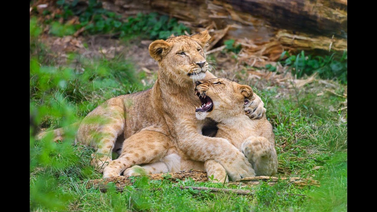 Dvě lvice z Rokycan našly nový domov. Převzala je Zoo Zlín