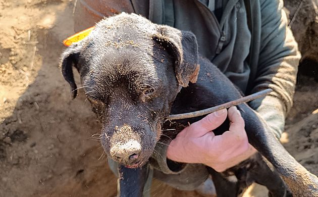 Hasiči zachránili loveckého psa z jezevčí nory. Pomohl bagr i těžká technika