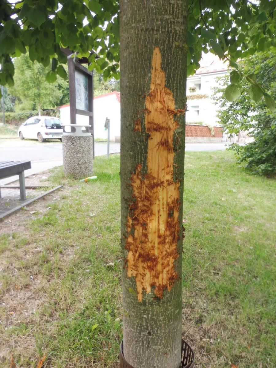 Kdo zničil mladou lípu v Rokycanech? Město nabízí odměnu, prověřuje i stopu se psem