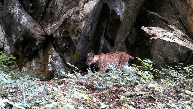 Mladý samec rysa se toulá mezi Šumavou a Brdy. V kraji hledá samičku