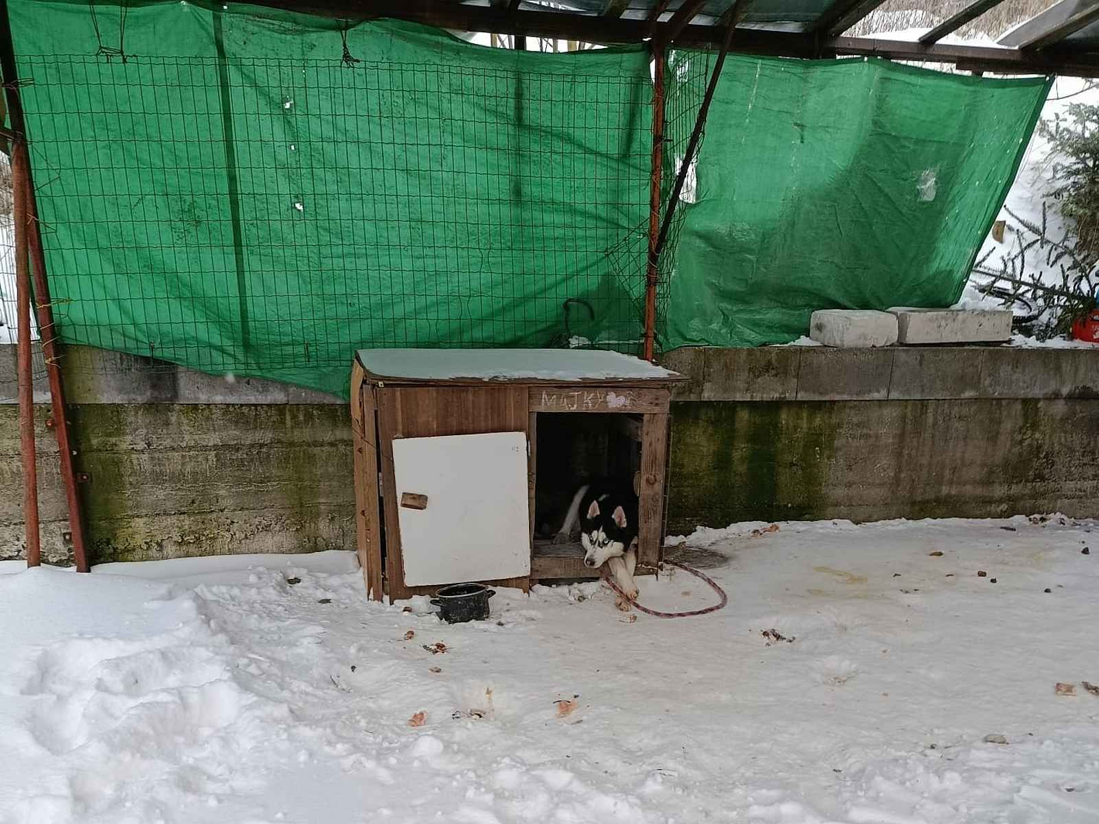 Nový zákaz uvazování psů zachránil zuboženého huskyho z Přimdy