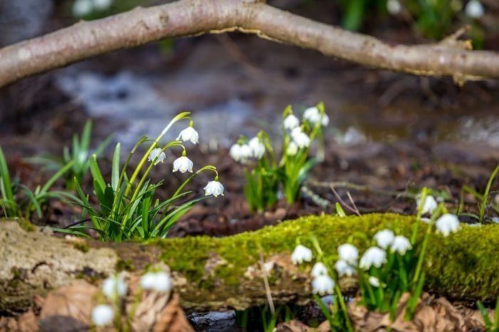 Plzeňský kraj se probouzí. Kam o víkendu vyrazit za první skutečnou jarní atmosférou?