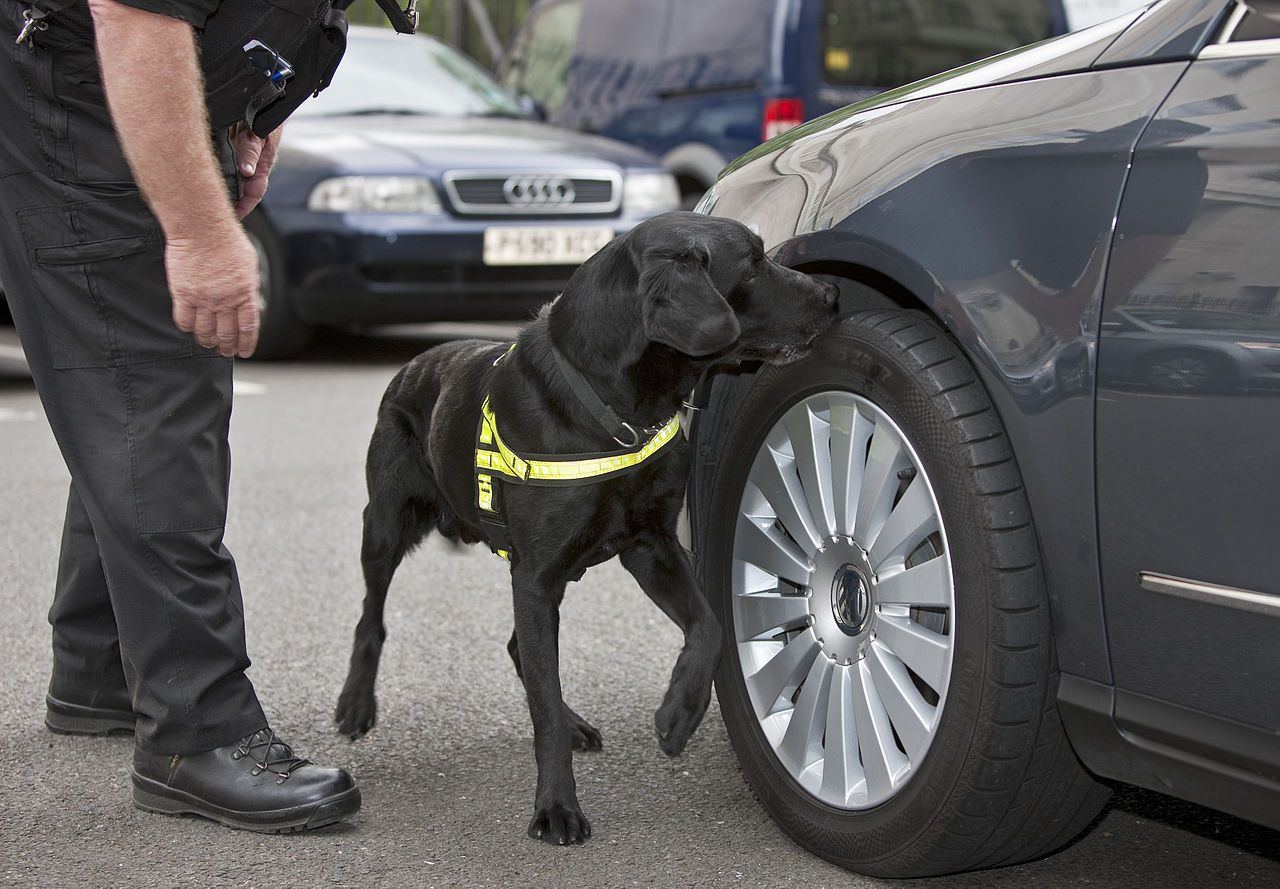 Policejní psi v kraji mají za sebou 142 úspěšných nálezů drog