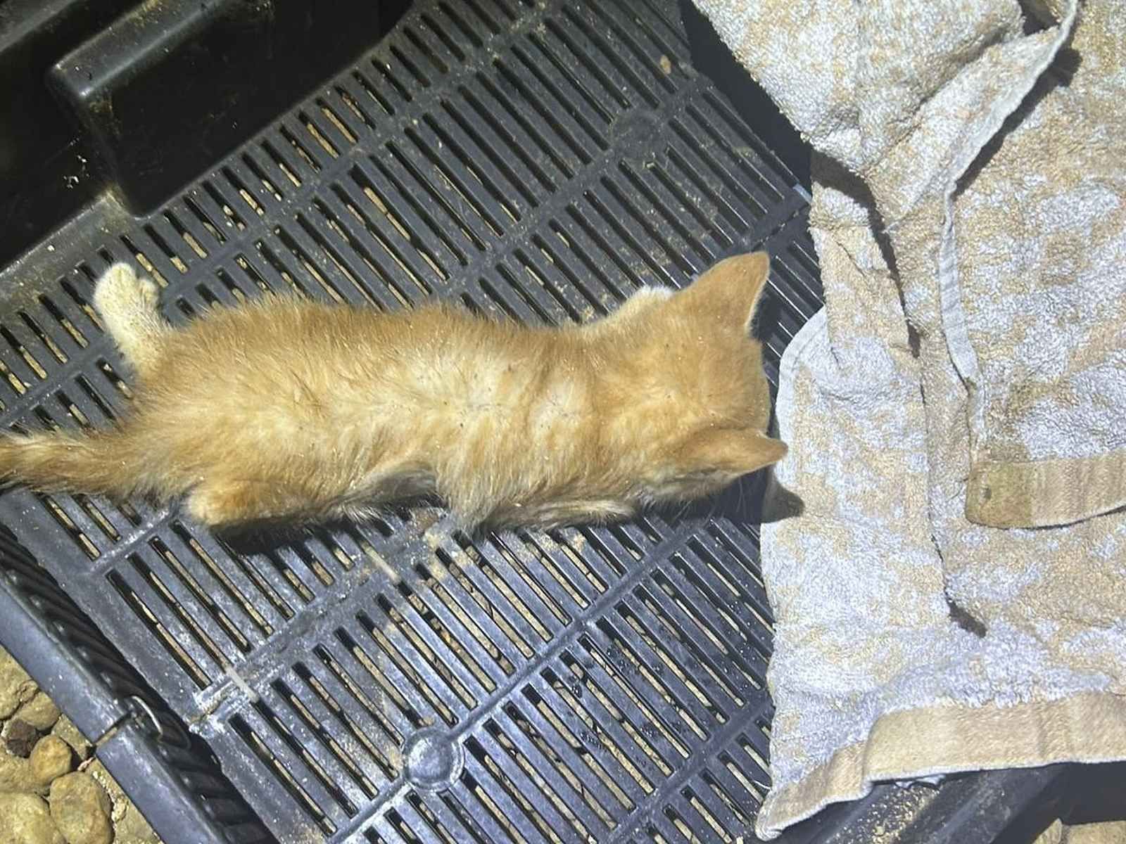 Případ týraných koťat v Mariánský lázních, policie odložila, nikdo nebude potrestán