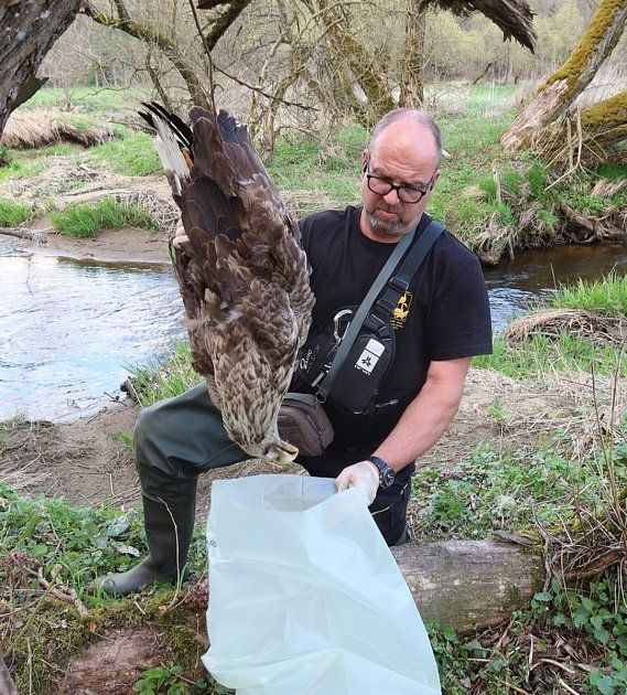 Uhynulého orla mořského na Tachovsku zabil elektrický proud. Vzácný dravec dlouho trpěl