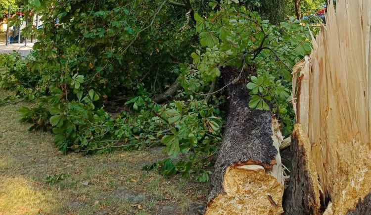 V Plzni spadl u hřiště zdánlivě zdravý strom napadený hnilobou. Radnice nasadí tomograf