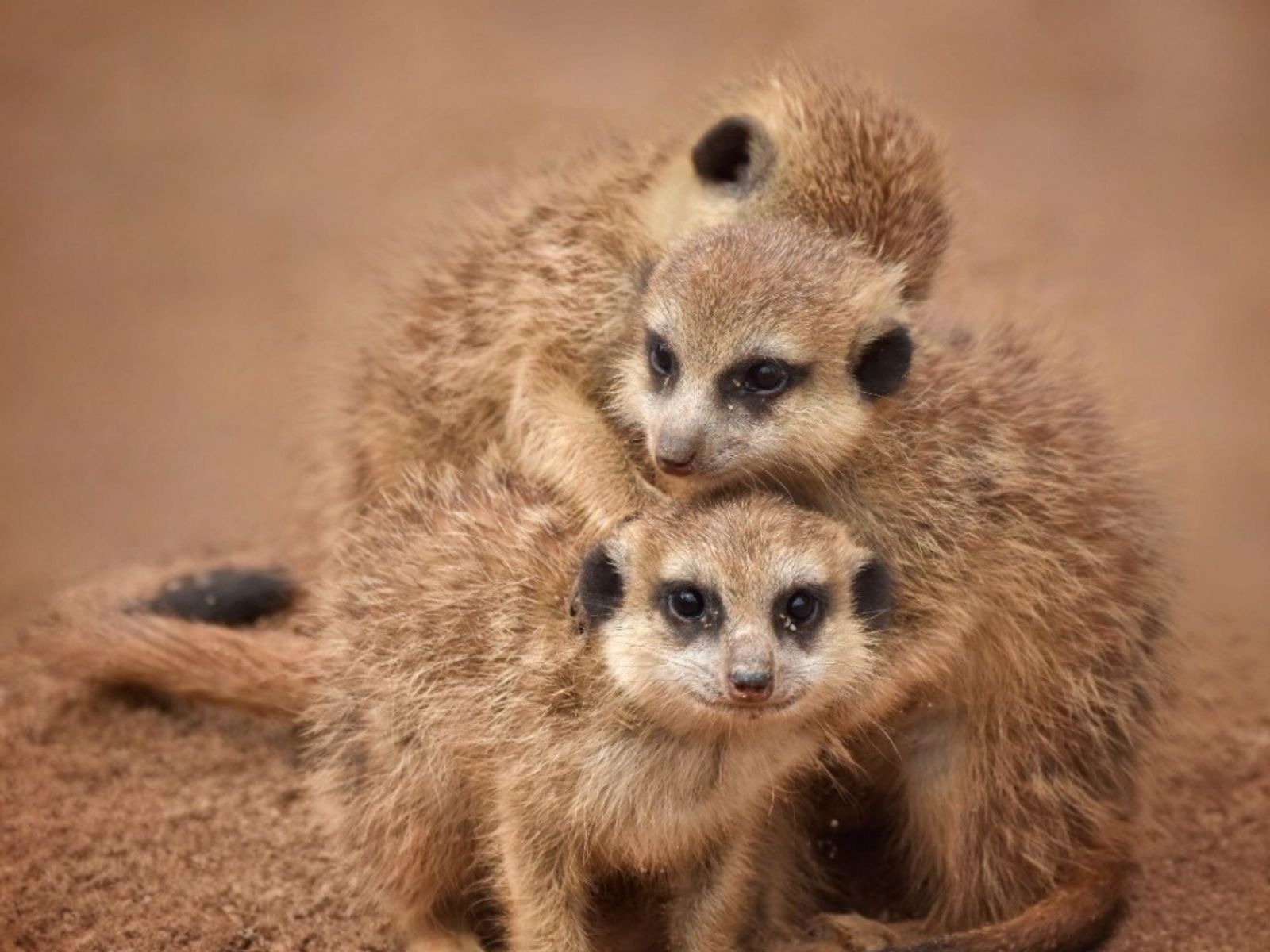 ZOO Plasy chce topit šetrněji. Sbírkou na tepelná čerpadla pomůže zvířatům i přírodě