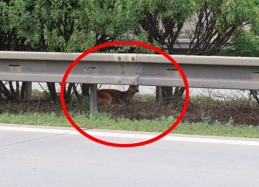 Zraněný daněk zastavil D5 u Heřmanovy Hutě. Po střetu s autem uvízl mezi svodidly
