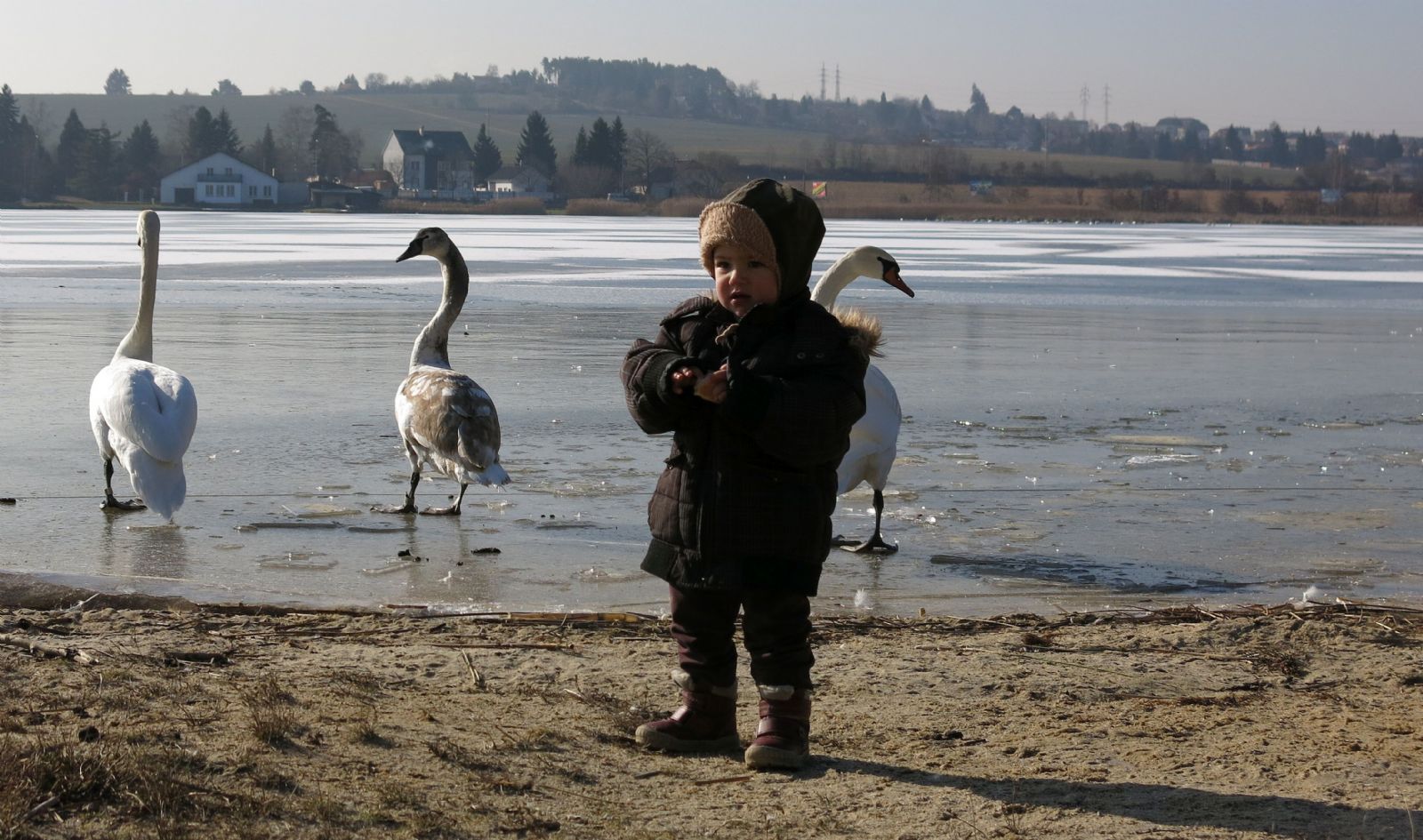 Bolevák je plný labutí. Ochránci zvířat žádají: Nekrmte je