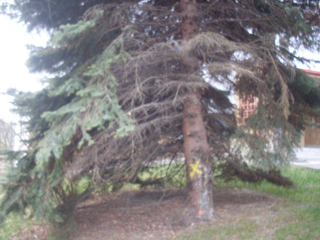 obrázek: Centrální obvod Plzně trápí mšice smrková 