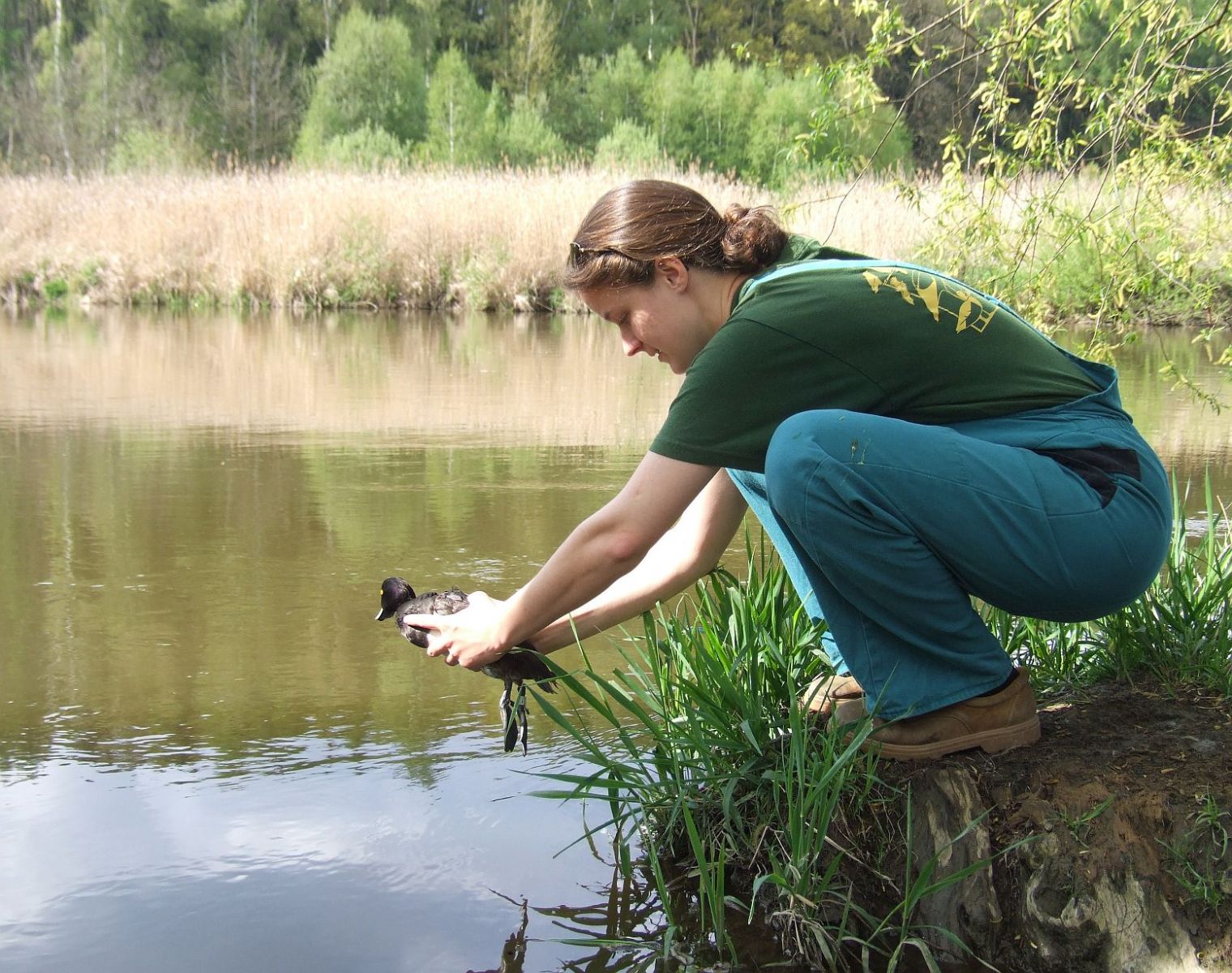 Černobílou kachnu z Plzně ulovili v Rusku 