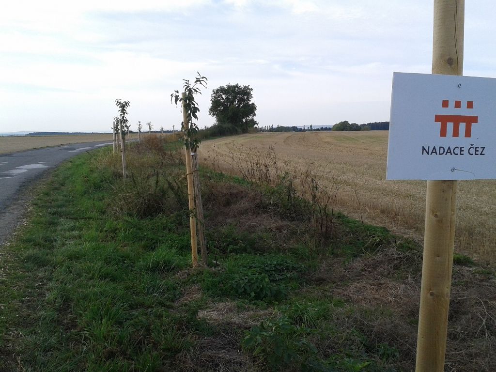 obrázek: Cestu ze Všerub do Chrančovic lemuje nová ovocná alej 