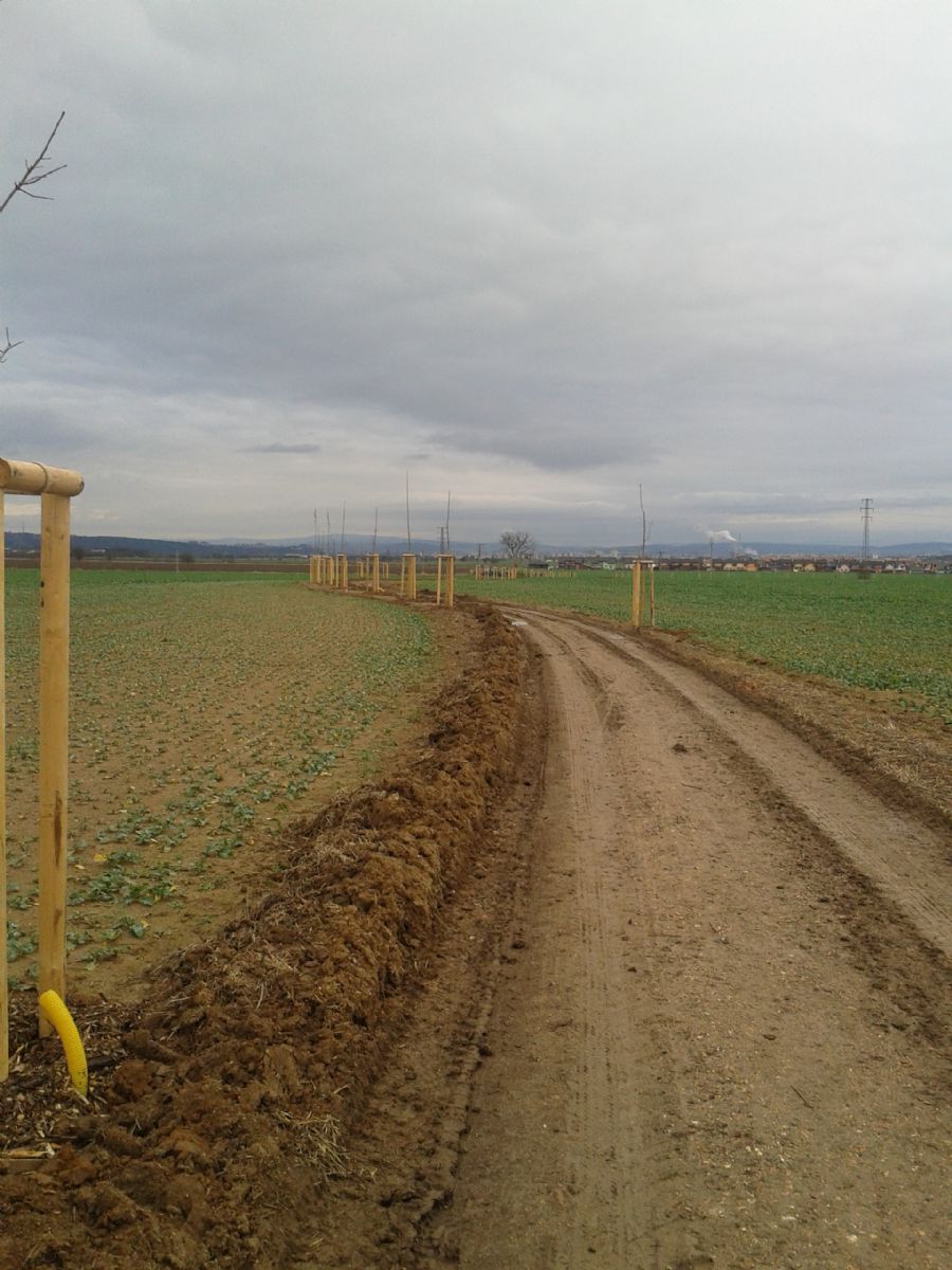 obrázek: Další stromořadí pomohla Nadace ČEZ vysadit ve Vejprnicích na Plzeňsku 