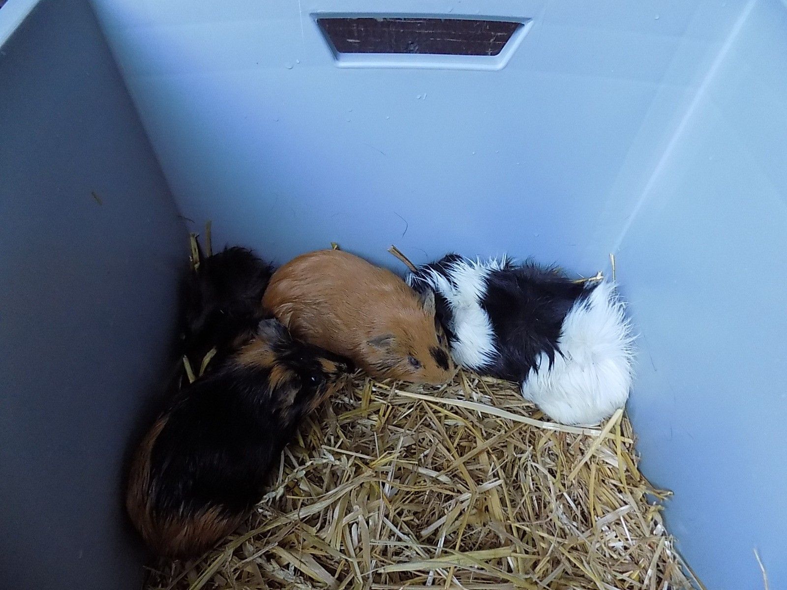 obrázek: Do křoví na Anglickém nábřeží někdo odložil čtyři morčata