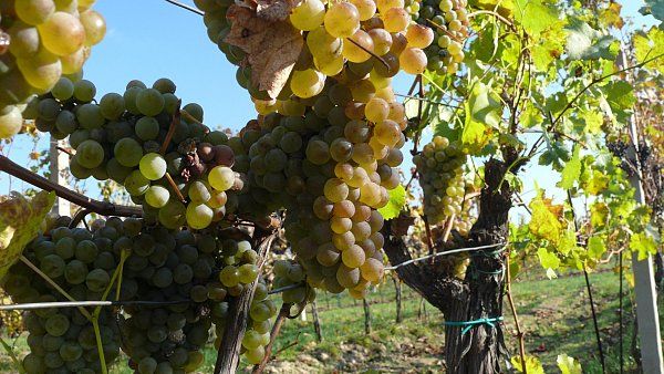 Dobřany zvou na sobotní vinobraní a pouť na Kamínku 