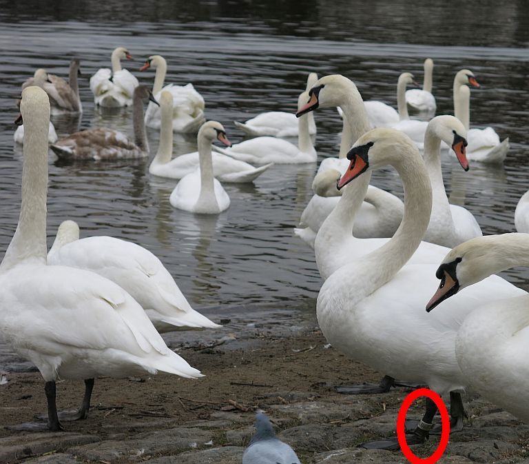 obrázek: Labuťák z Plané se odstěhoval do Prahy na Vltavu