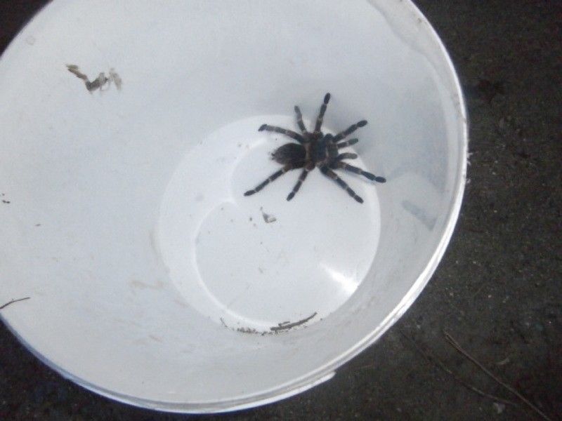 obrázek: Mladého Plzeňáka vyděsil na dvoře sklípkan