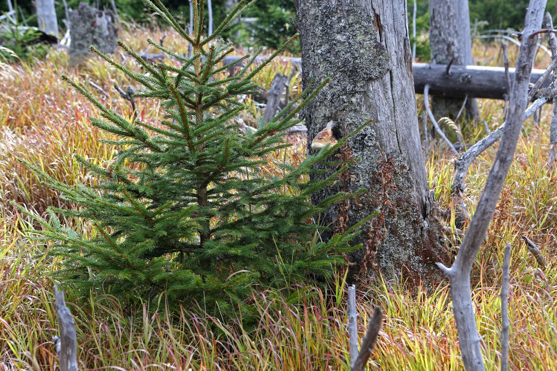 obrázek: Monitoring kůrovcových lesů na Šumavě: Přirozené zmlazování funguje