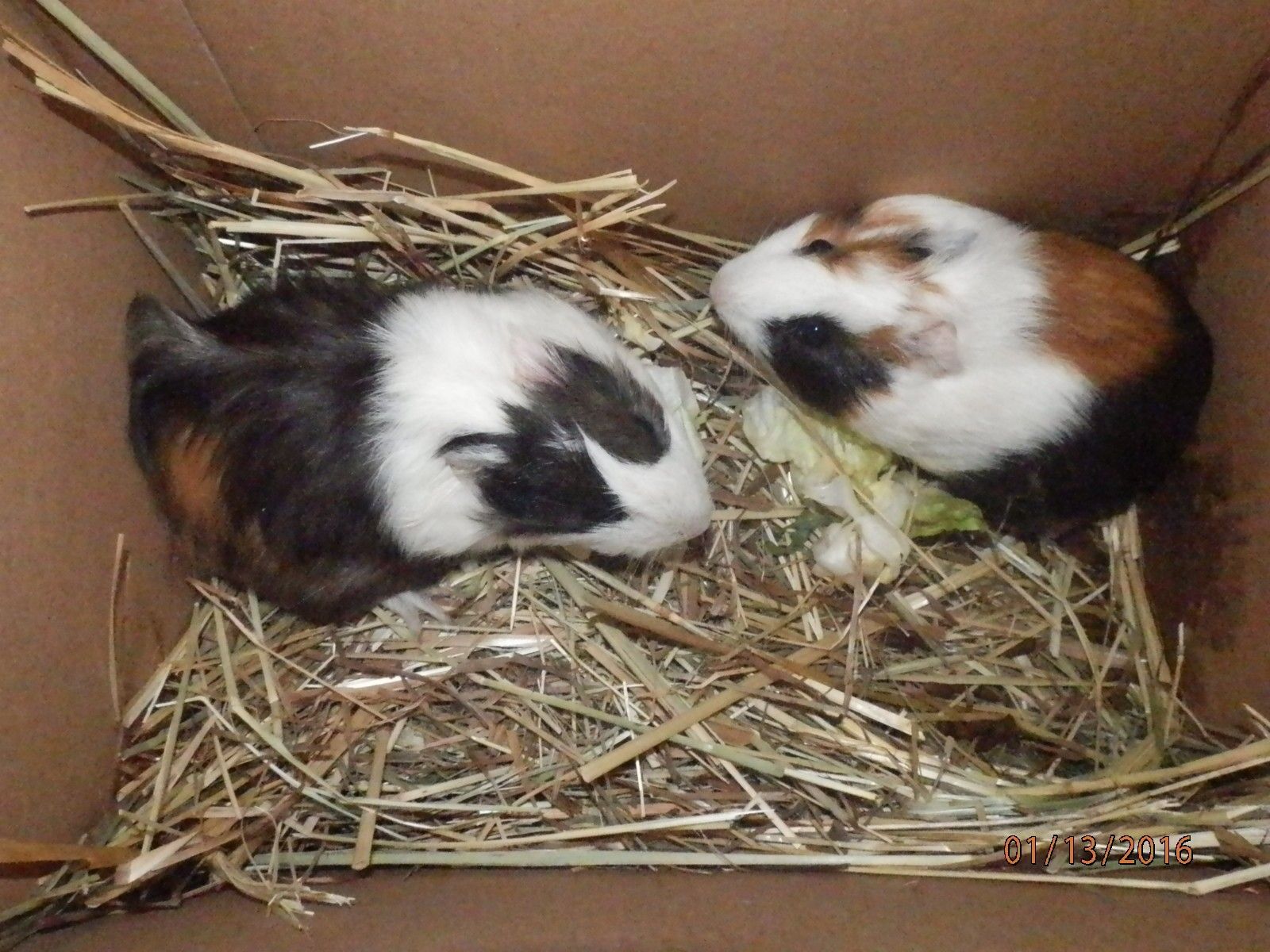 Morčata skončila u popelnice v centru Plzně