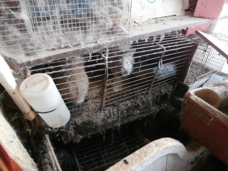 Plzeňský byt se změnil ve vězení zubožených hlodavců