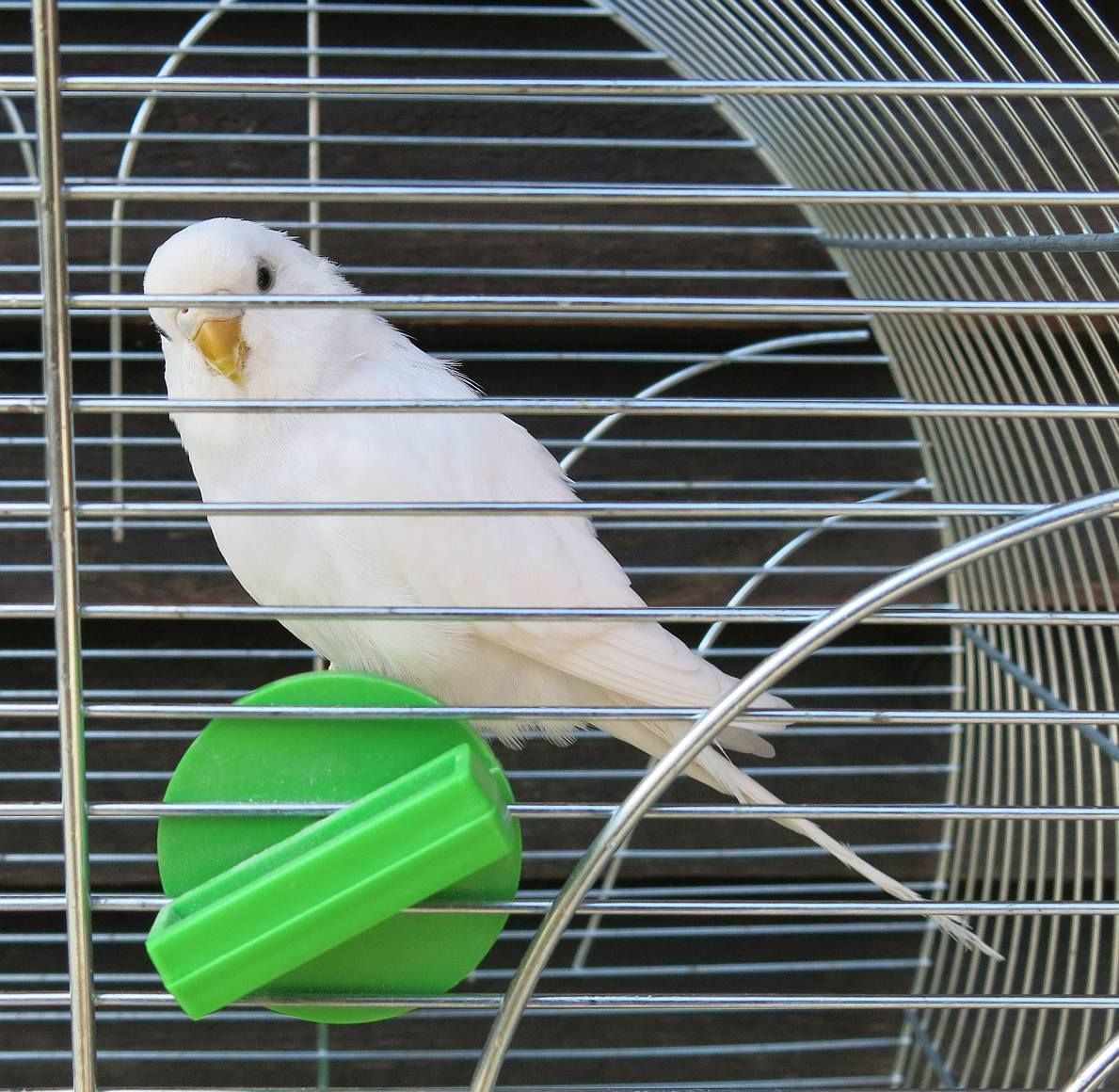 obrázek: Nalezenci na záchranné stanici: králík, andulka, želva i koza naháněná strážníky