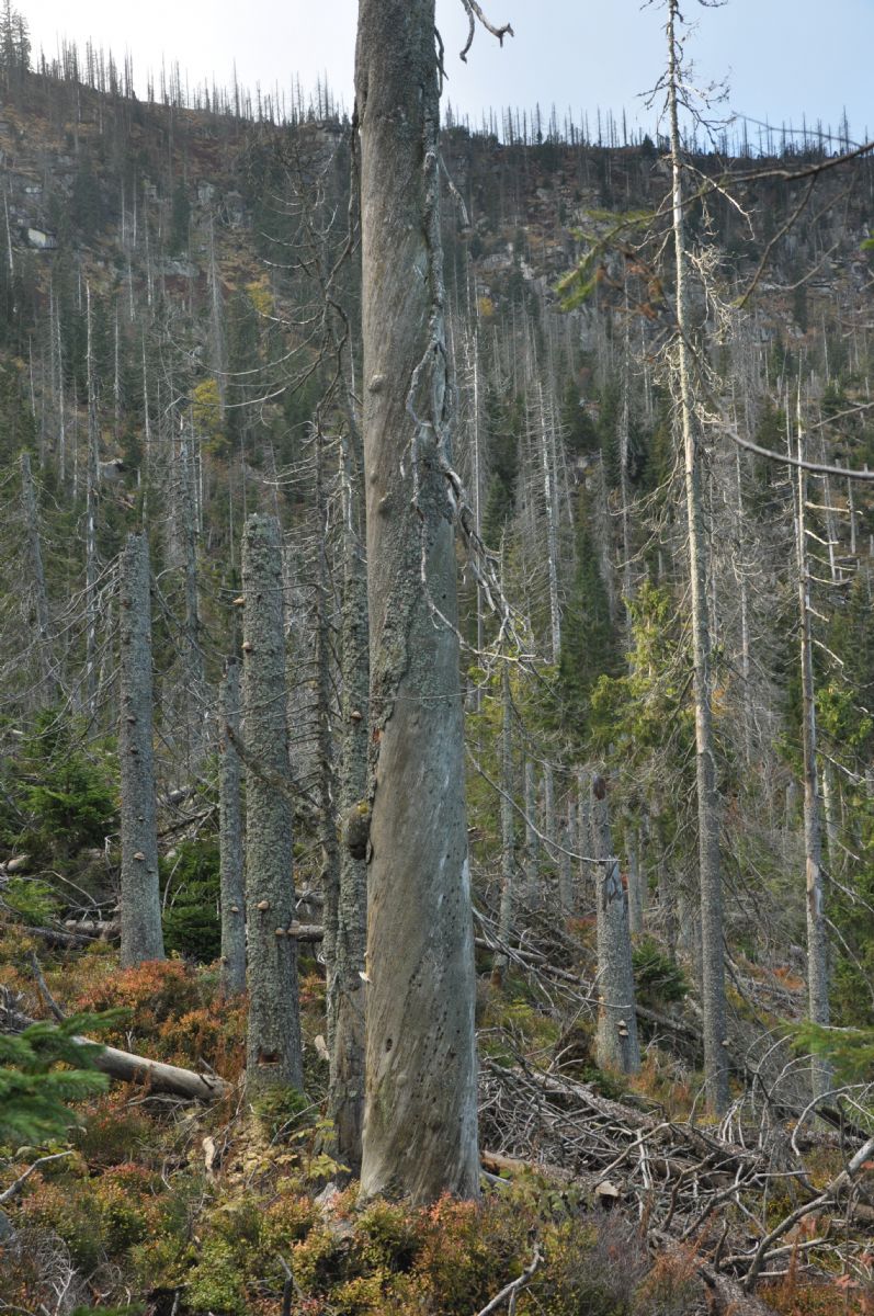 Nový rekordman ze Šumavy – nad Plešným jezerem byl objeven smrk, který pamatoval vládu Karla IV. 