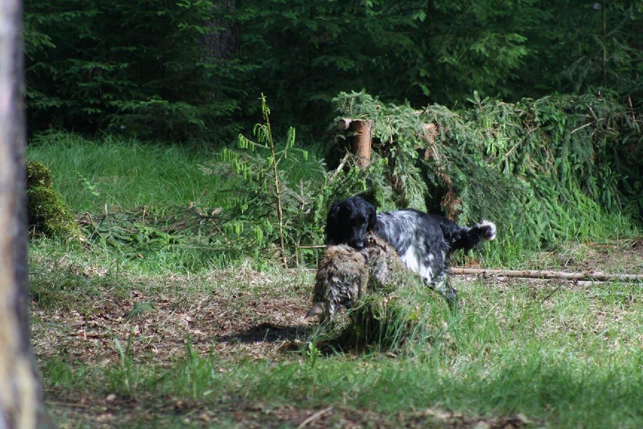 obrázek: Ohaři absolvovali na Rokycansku lesní zkoušky