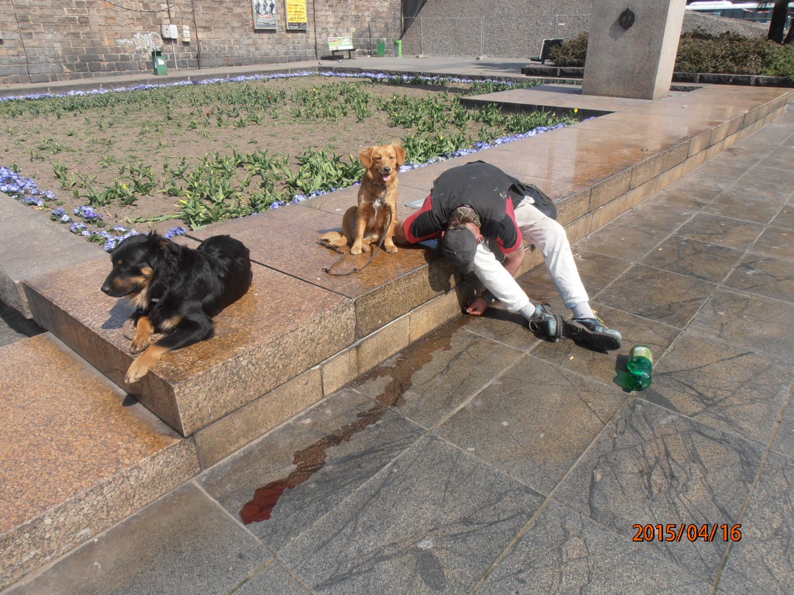 obrázek: Opilec se válel v Plzni u nádraží, jeho psi pustošili záhony