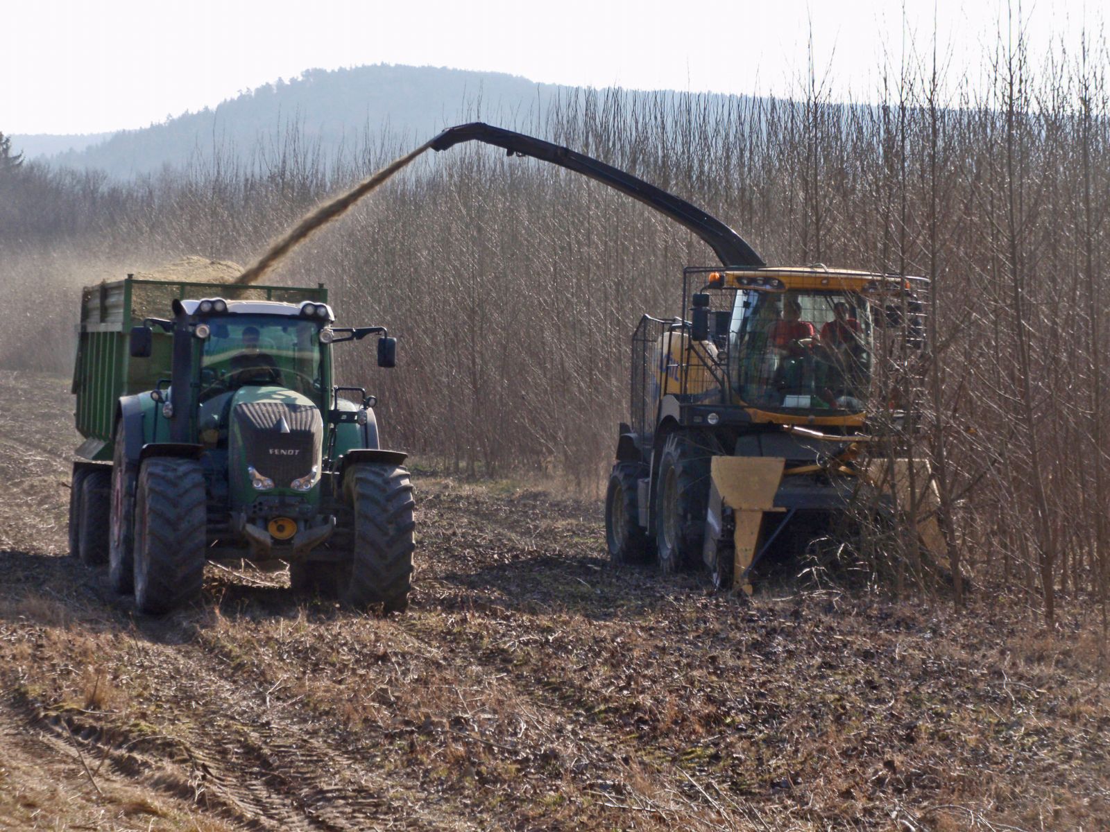 Plantáž topolů se Plzni vyplatila, další sklizně budou následovat 