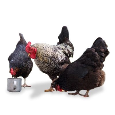 Plzeňané už poslali do Afriky 17 krav a tisícovku kuřat