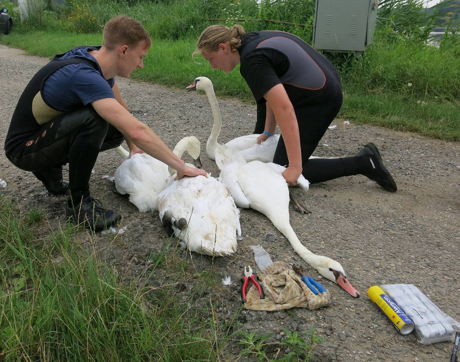 obrázek: Plzeňští zvířecí záchranáři odchytávali a kroužkovali labutě na Moravě