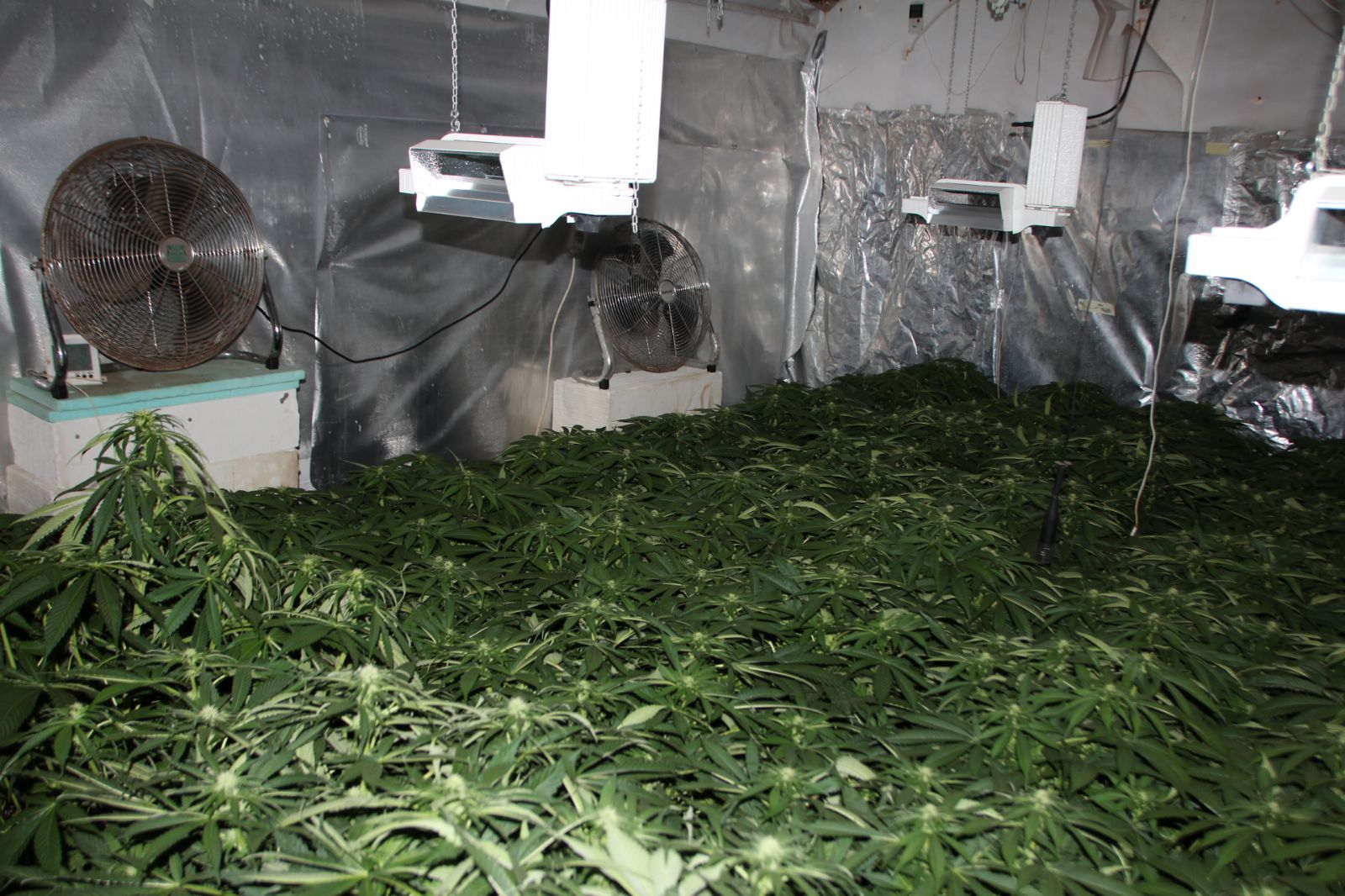 Policisté odhalili v Oboře a ve Lhotě další pěstírny konopí 