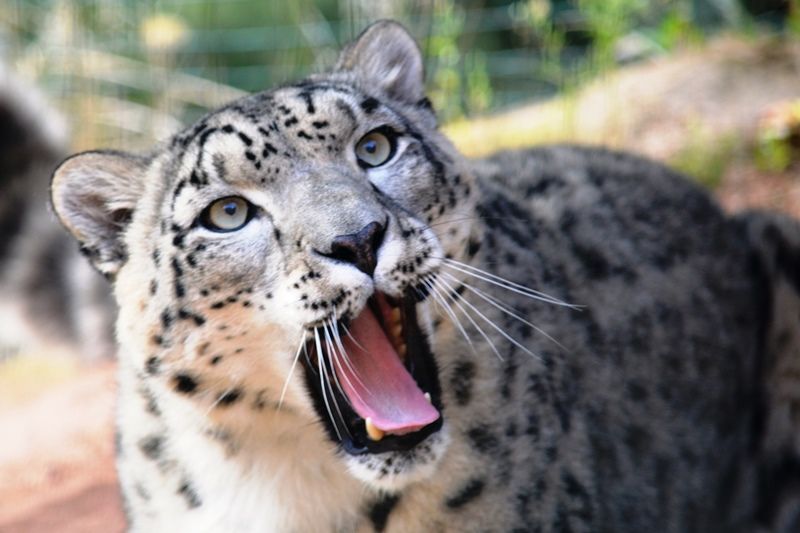 obrázek: Přijďte se rozloučit se starým rokem do plzeňské zoo 