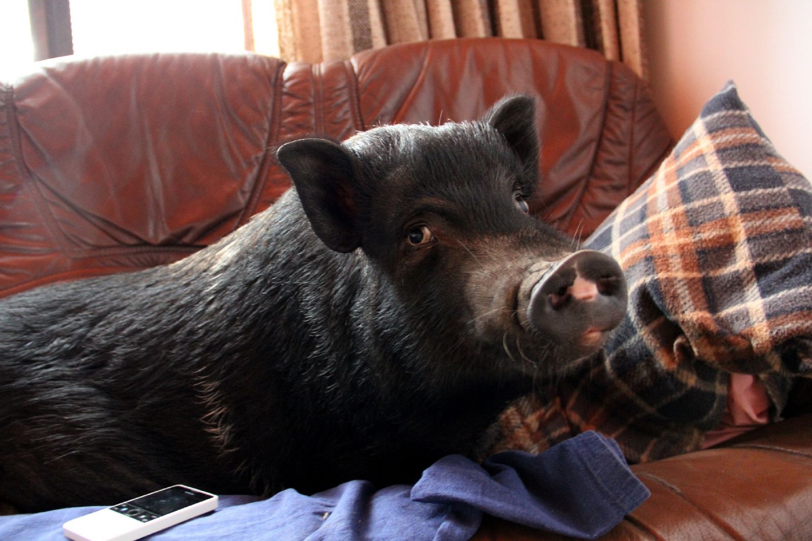 Proč mluvit se zvířaty? Plzeň čeká v září unikátní inscenace o mezidruhových vztazích