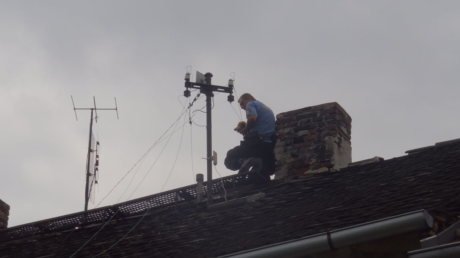 obrázek: Psovi museli ze střechy pomoci strážníci