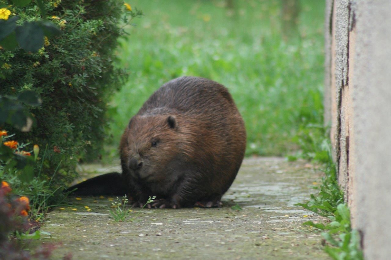 Rokycanští zvířecí záchranáři poprvé odchytávali v Klabavě bobra
