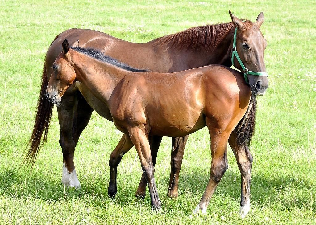 Správa NP a CHKO Šumava nabízí k prodeji koně včetně vybavení 