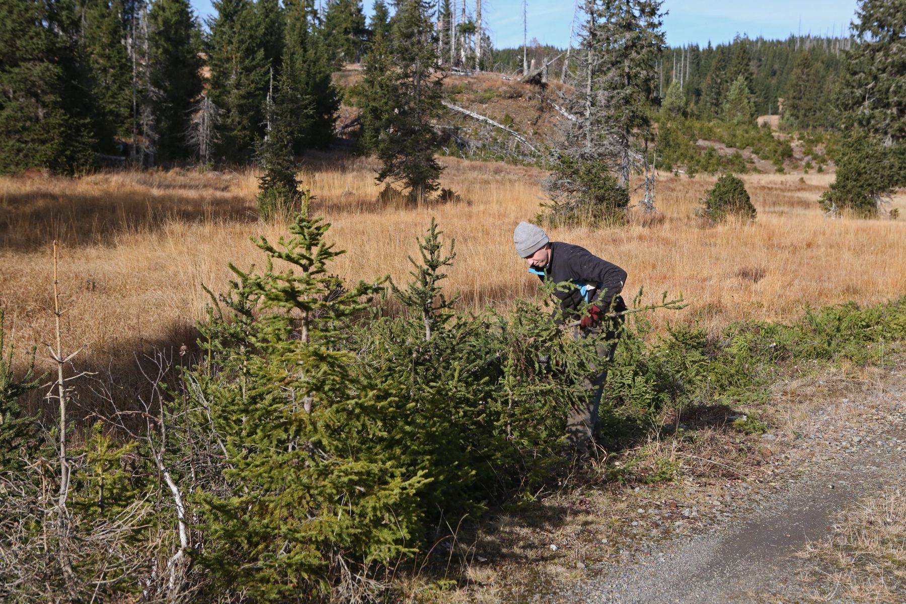 obrázek: Dobrovolníci pomohou s revitalizací rašelinného lesa na Šumavě