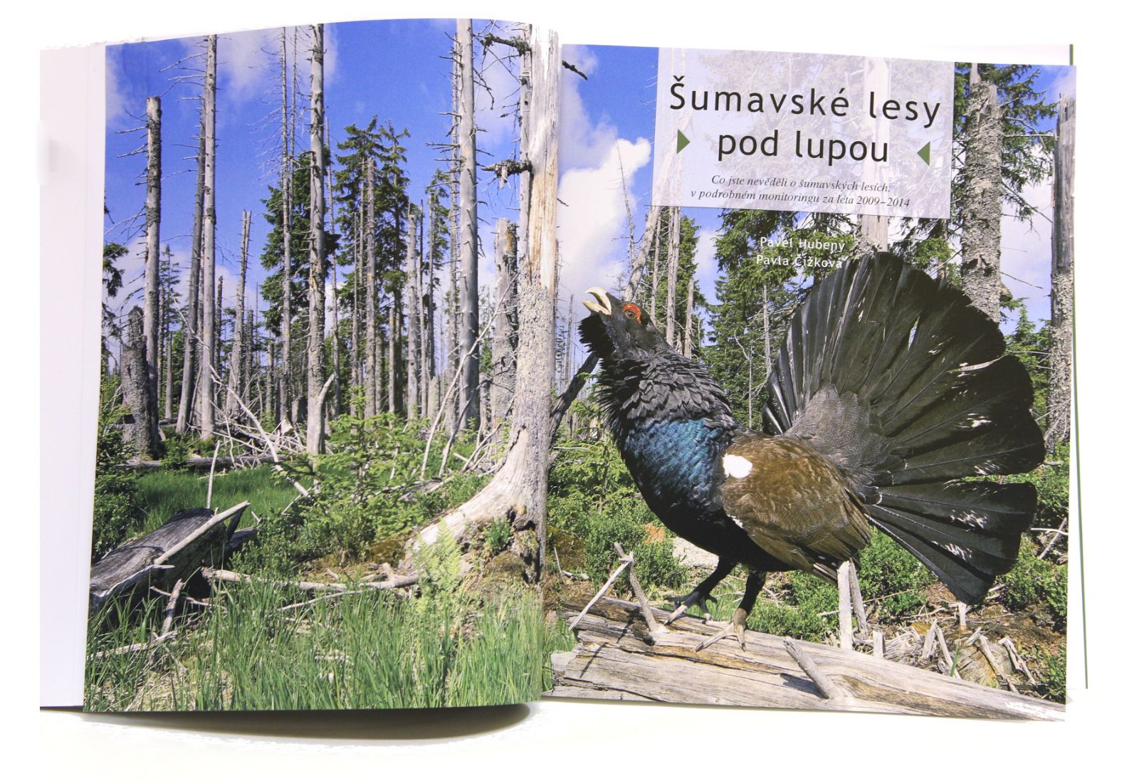 obrázek: Správa NP Šumava vydala novou knihu „Šumavské lesy pod lupou“ 