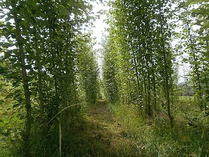 Správa veřejného statku požádá o podporu na pěstování rychlerostoucích dřevin 