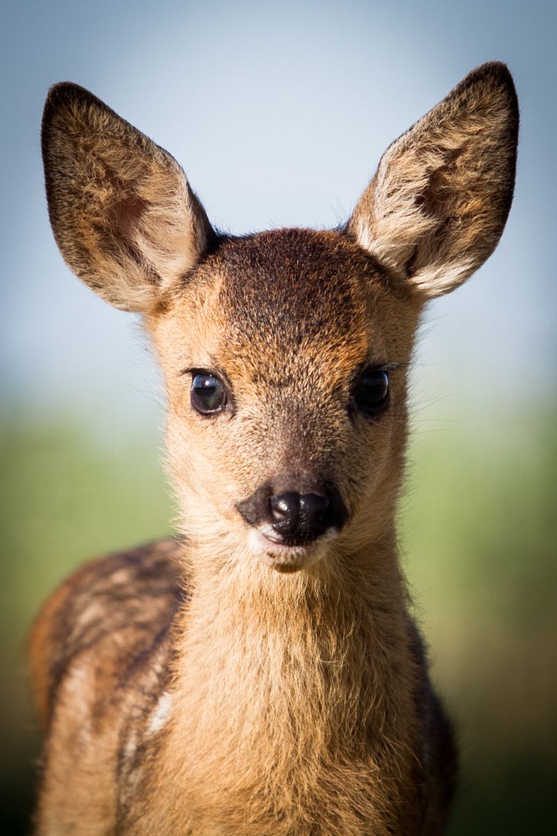 obrázek: Srnčích mláďat je rekordní počet, nezachraňujte je