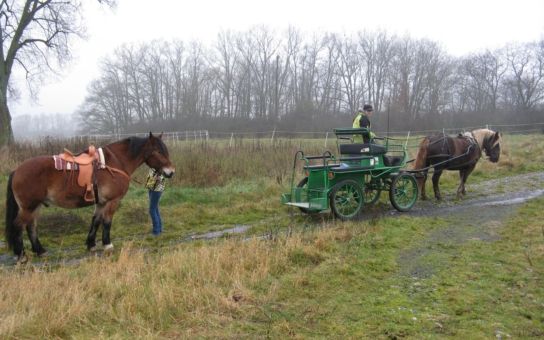 obrázek: Šumava prodává posledního chladnokrevníka, jízdy v kočárech zajistí soukromníci