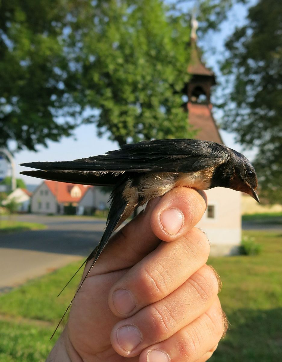 obrázek: Trasa zachráněné vlaštovky: Česká Bříza – Plzeň – Praha – Česká Bříza 
